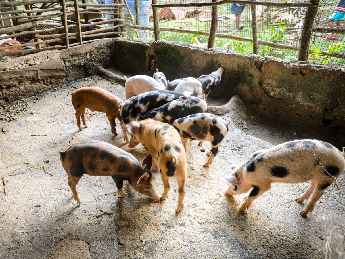 Monte Plata, Dominican Republic RESERVED FOR CROP HUNGER WALK T