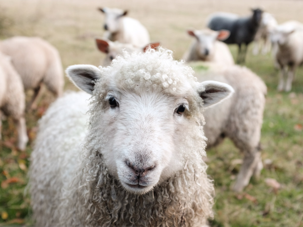 Sheep-NC