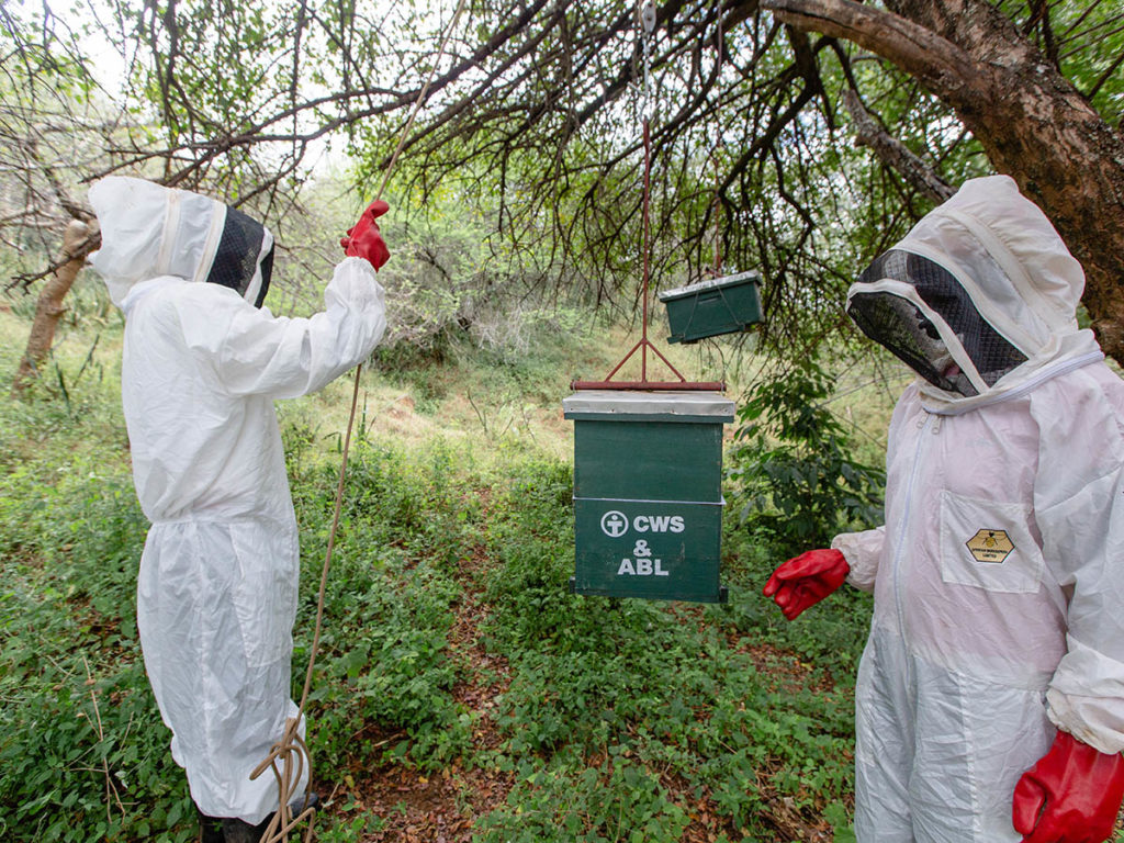 Two beehives in Kenya | CWS Best Gift