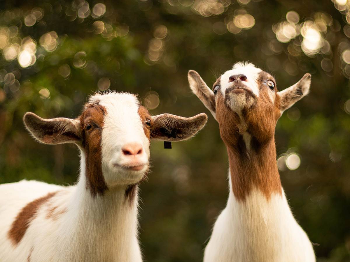 A Goat in Kenya