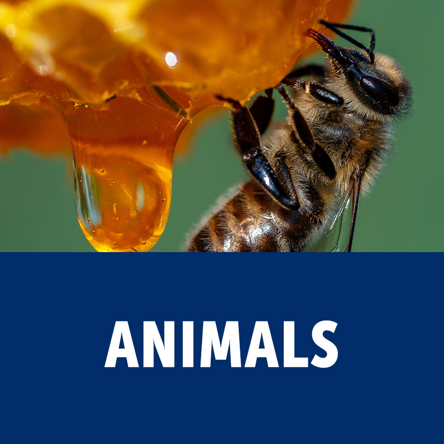Animals